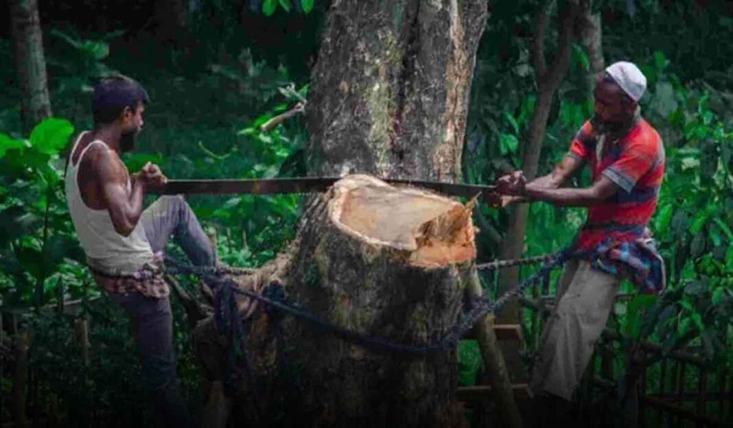 NGT Probes Massive Tree Felling for Kanwar Yatra Route in UP