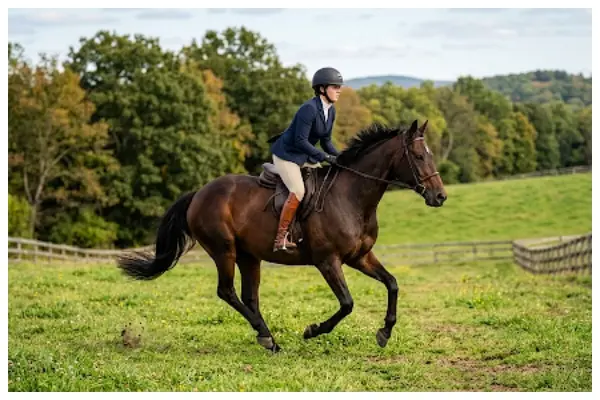 Asian Games 2026 Dressage: Supreme Court Agrees to Urgently Hear Appeal Against EFI Team Selection