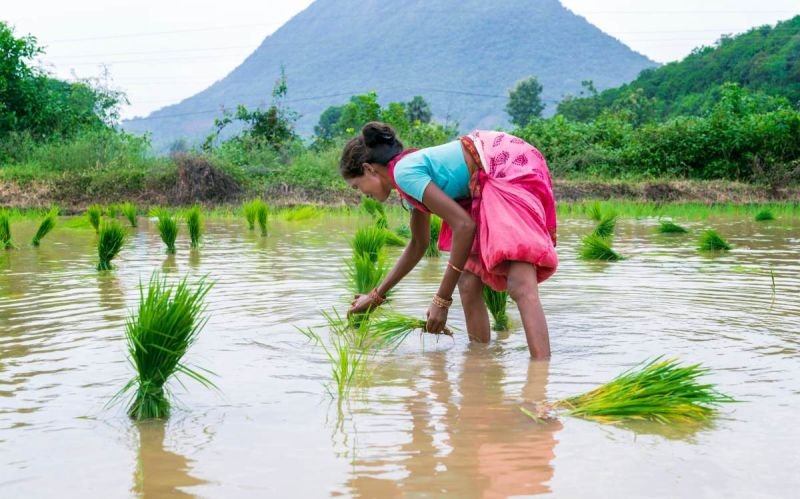 Mitti Labs Raises $9.5M Series A Led by Aramco Ventures for AI-Powered Climate-Smart Rice Farming